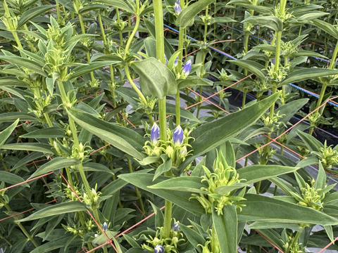 リンドウ　３品種　15本　クール便