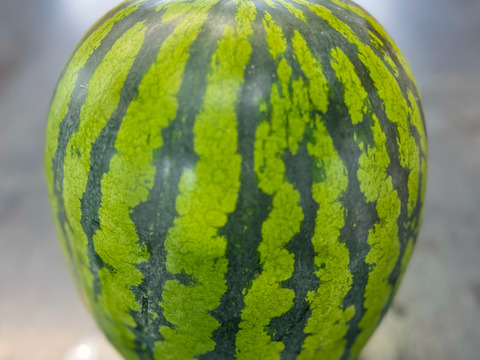 【金色羅皇】幻の話題の🍉贅沢な甘さの黄色い大玉スイカ1個