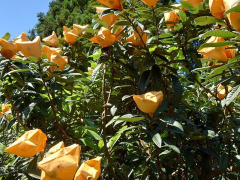 選果落ち【露地びわ】1,800g加工向き