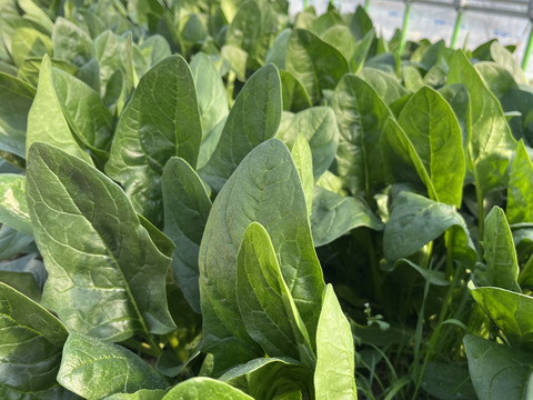 ほうれん草　１kg