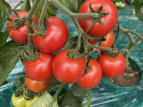 【有機肥料･農薬不使用栽培】トマト缶の代わりに体に嬉しいトマトを♡普段の料理をワンランクUP‼︎‼︎あま〜い華小町の冷凍トマト！2キロ