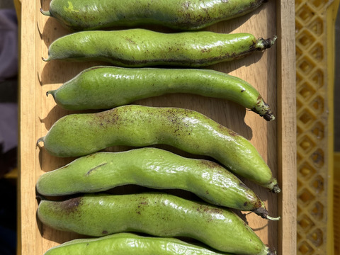 新鮮そら豆【規格外品】約2kg