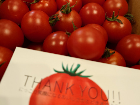 濃厚な旨味！酸味・甘味のバランス抜群！最高峰のミニトマト『フォレストフルティカ』1kg×1箱