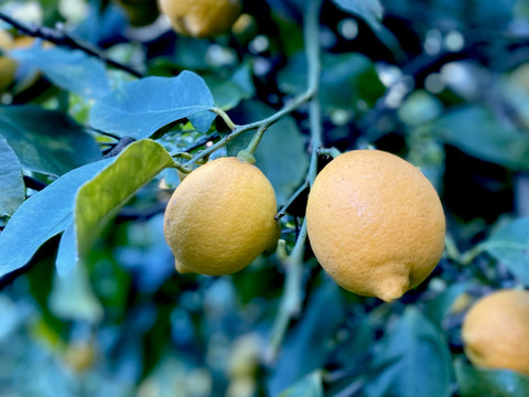 広島柑橘の名産地「大長」で栽培した国産レモン（3kg）