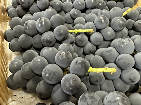 山梨県産　家庭用　巨峰　2キロ（4〜6房）