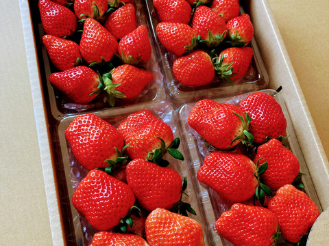 【初摘み】いちご中身おまかせ8パック 【よつぼし】【おいCベリー】【やよいひめ】から収穫開始次第、品種(1から2品種)とサイズは、おまかせでお届け‼︎ 朝採りをその日のうちに発送します(^^)