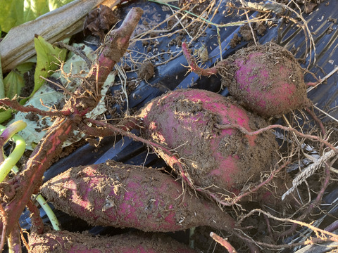 ほくほく・ねっとり食べ比べ♪ ベニアズマとべにはるか1.5kg（各品種750g）