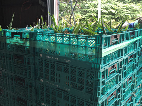 《北海道産》採れたて！とうもろこし6本(L.2L混合)