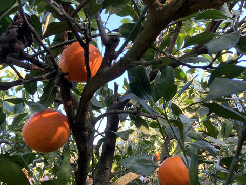 愛媛県八幡浜市産 甘平 小玉サイズ(家庭用3kg)