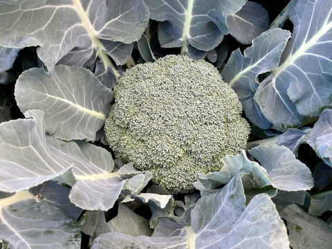 ブロッコリー屋のブロッコリー！！（１２０サイズ１５～２０個）