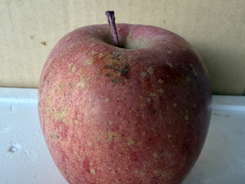 山形県産りんご「サンふじ」家庭用5キロ(13〜20玉)