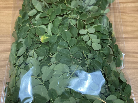 新鮮！生モリンガ　50ｇ×2袋