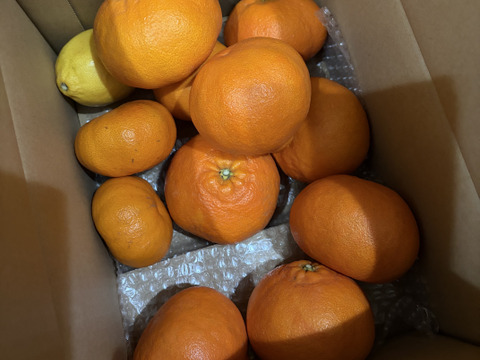箱込約4㌔　甘平　愛媛県鉄板アイテム