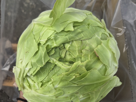 自然栽培認証青森県産キャベツ 4キロ前後：青森県産の初恋｜食べチョク