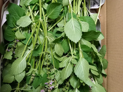 ホーリーバジル　500g