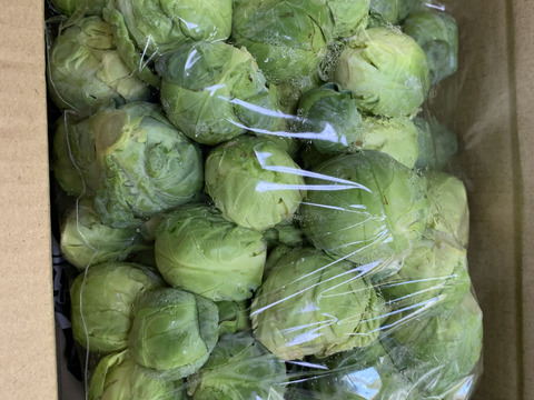 【たぶん30％増量(^^♪】キャベツの代わりに
”双葉農園の真冬の芽キャベツ”（900g →1200g

2〜4名様分）from 名水の里　神奈川県秦野市