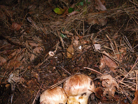 南信州産 松茸 ご家庭用 (300g)