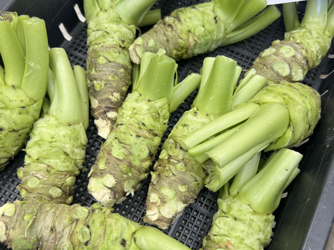 【産地直送4月21日収穫分】創業125年安曇野の湧水育ち。安曇野産本生わさび。貴重な大サイズ３００ｇ。新品種。