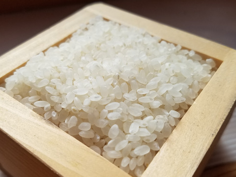 イギリン☆宮城県産ササニシキ25キロ ササニシキ 宮城県産 令和6年産 ささにしき 玄米 25kg : ひで