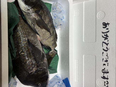 【江田島産】チヌ（黒鯛）2匹(30〜40cm)