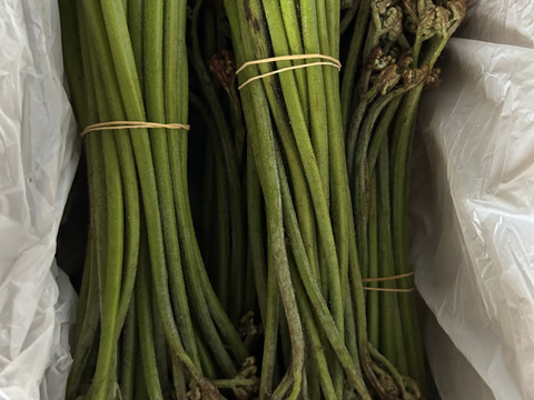 里山の天然わらび(１キロ)