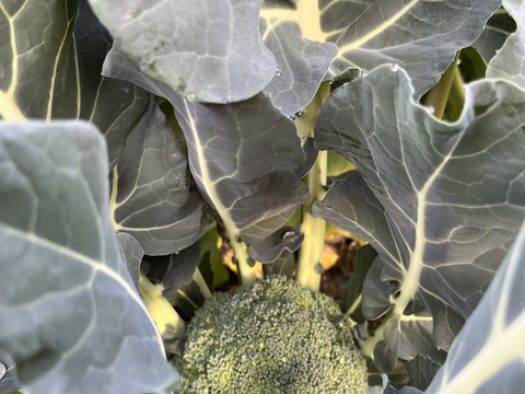 数量限定！日付指定可！5株入り茎までやわらか！こだわりブロッコリー！