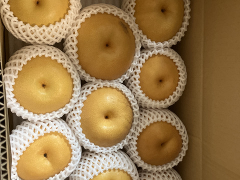 本日最終!【農薬節減】もぎたて!! 梨 訳あり 豊水 5kg(10〜16玉) ご自宅用に!! 5キロ 家庭用