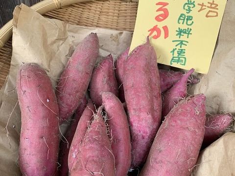 ＜実りの秋②＞自然栽培　農薬・化学肥料不使用　紅はるか1.8K　さつまいもご飯レシピ付き