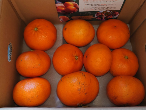 【感謝の豊作割！】甘平2kg（ご家庭用）