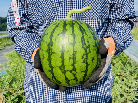 タネ小さく食べやすい！小玉スイカ「ピノガール」3玉約9キロ