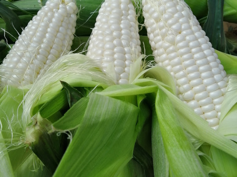 【朝採り】千葉県銚子産白いとうもろこし【ピュアホワイト】13本