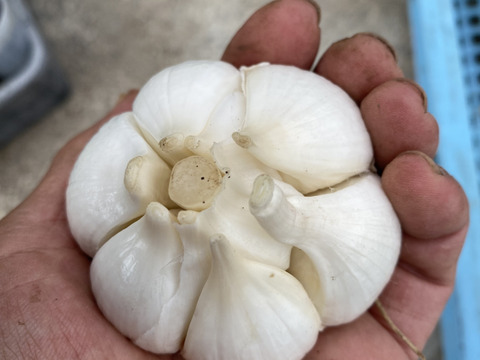 〈小粒でも濃厚〉嘉禎の生ニンニク5㎏　 — 火を入れると甘みが立つ“旬の香り”を直送