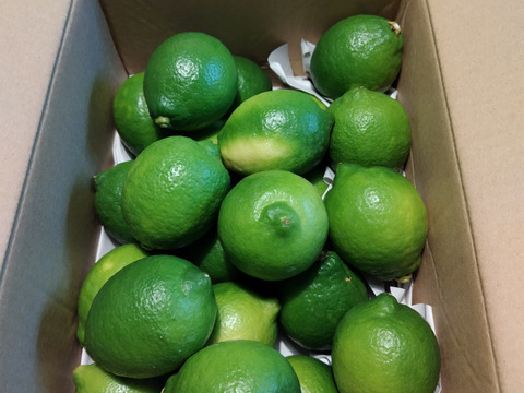 【有機JAS認証】オーガニックレモン2キロ（15個〜18個前後）極上の香りに癒されませんか？「今年もいよいよ始まります！！！」