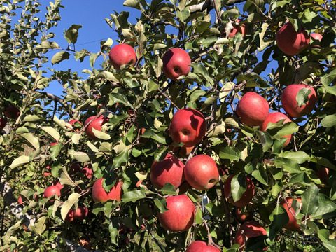 サンふじ　信州産　中玉・大玉　約5kg