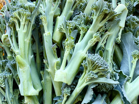 12月発【大好評♪】予約増量　箱いっぱいつめます！ 簡単調理　茎ブロッコリー（1300g→1350g)　 from 名水の里　神奈川県秦野市