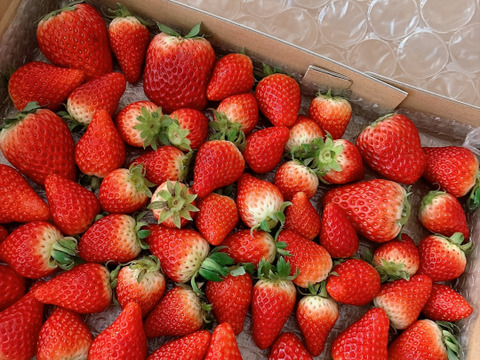 生の風味をお届け。気にしない方限定🍓バラ詰苺BOX（約1000g）大きさ形が不揃いです