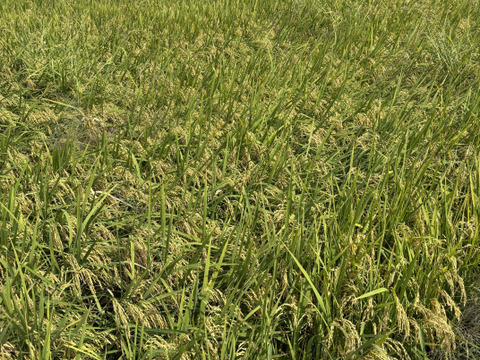 特別栽培  お米「いのちの壱」 令和7年産 10kg