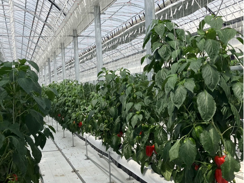 【1キロ】💖めちゃくちゃ甘い　ジューシー肉厚　赤色パプリカ💖