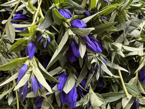 りんどう紫　短い100本　クール便