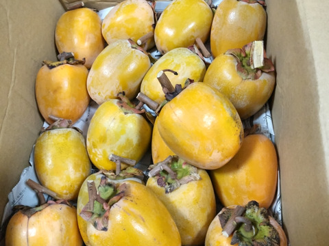 干し柿作りにチャレンジ！ 吊るし柿セット【和歌山県産吊るし柿用渋柿16〜20個(約2.5kg)】