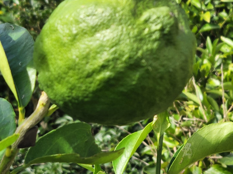 初物❗エコ箱入りレモン息子(栽培期間中農薬不使用・有機肥料・ノーワックス)皮まで食べて❗(2kg)