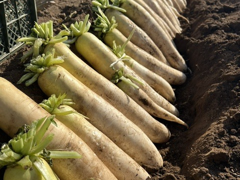 やまの畑・冬の野菜セット
