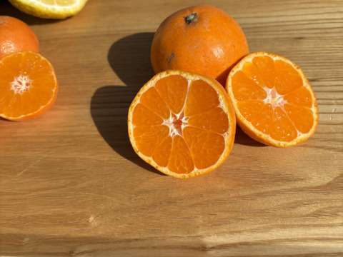 【柑橘食べ比べ】佐賀県太良町産3種セット♩盛田みかん＋はるか+4ｓクレメンティン複数（箱込3㎏）