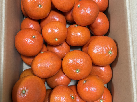 5kg赤々した見た目の高糖度で酸少ない柑橘　みはや