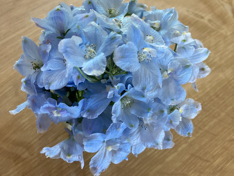 もうすぐ終了間近 1度で4回楽しめるお花 仏花にも デルフィニウム 薄水色 10本 長さミックス 農カード付 北海道産 食べチョク 農家 漁師の産直ネット通販 旬の食材を生産者直送