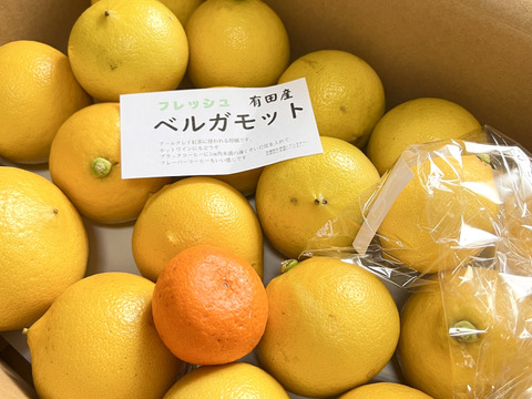 【限定品】ベルガモット3ｋｇ