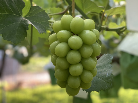 農林水産大臣賞受賞の信州産シャインマスカット2房(約1.2K)