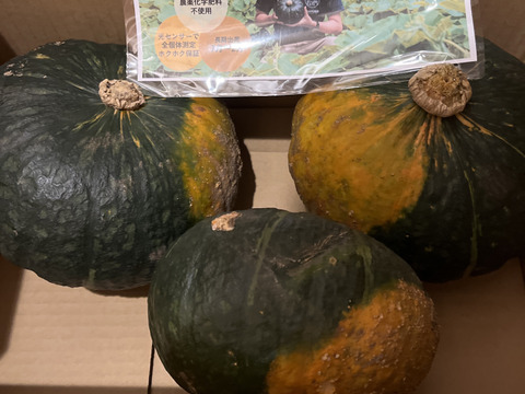 ホクホクがたまらない♪三右エ門栗かぼちゃ  5kg(3～4玉)【化学肥料不使用】