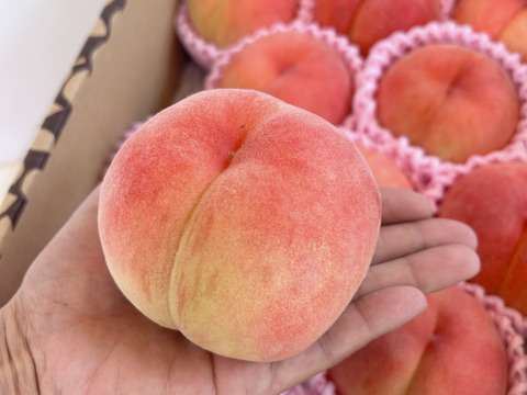 硬め好きな方に‼️シャキッと美味しい山形県産白桃おどろき【3キロ小玉