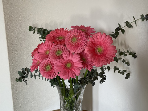 【限定商品】ガーベラ⭐︎ピンク⭐︎ミックス20本